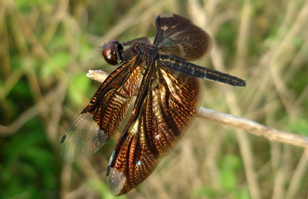 Image of Rhyothemis notata (Fabricius 1787)