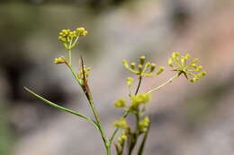 Bupleurum woronowii Mandenova的圖片