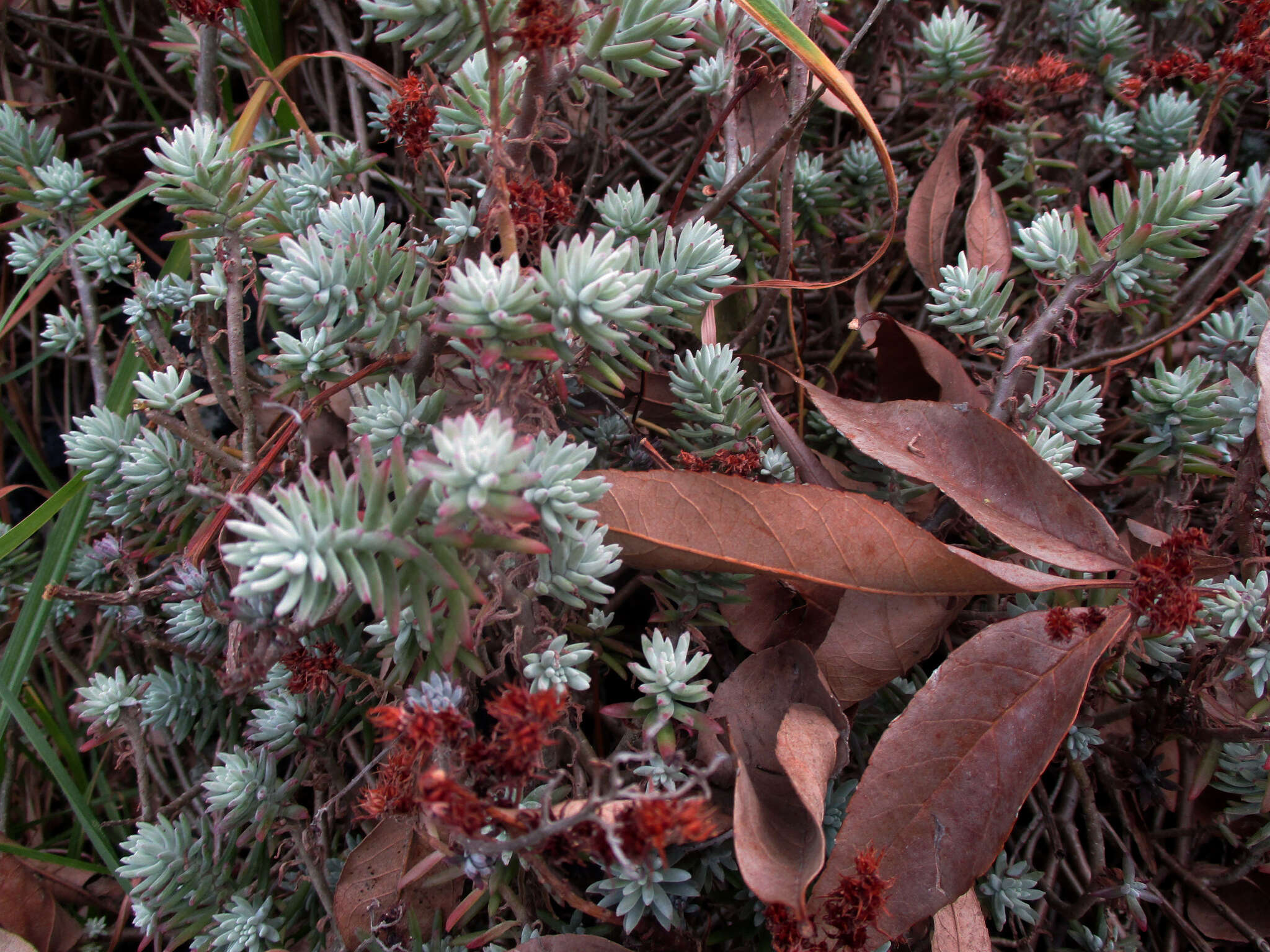 Image of Sedum griseum Praeger