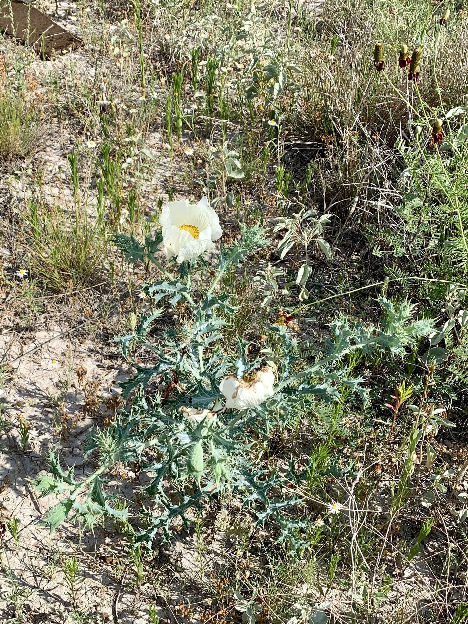 Image of hedgehog pricklypoppy