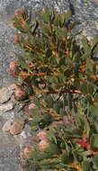 Image of Protea venusta Compton