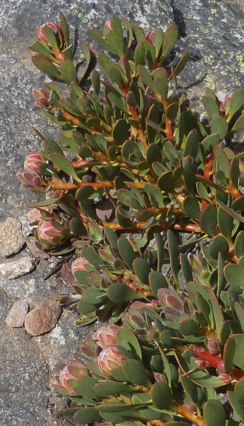 Image of Protea venusta Compton