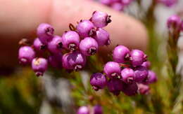 Image of Erica multumbellifera Tausch