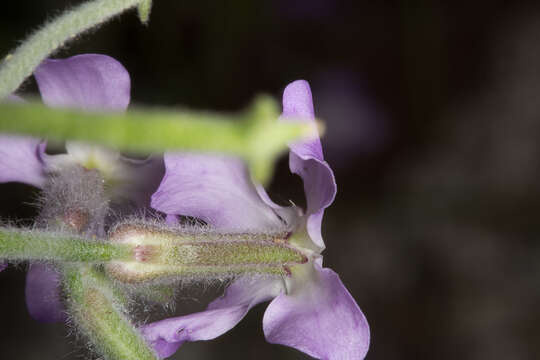 Image of Matthiola tricuspidata (L.) W. T. Aiton