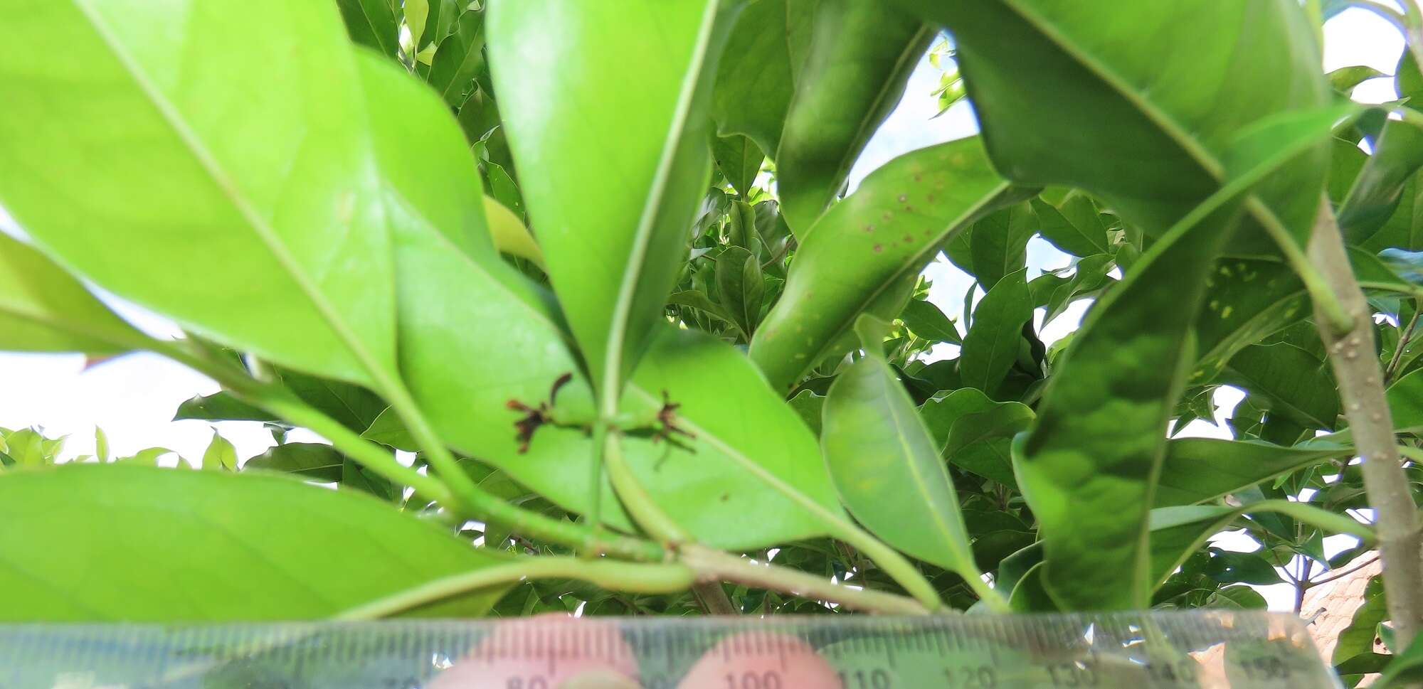 Image of Noronhia peglerae (C. H. Wright) Hong-Wa & Besnard