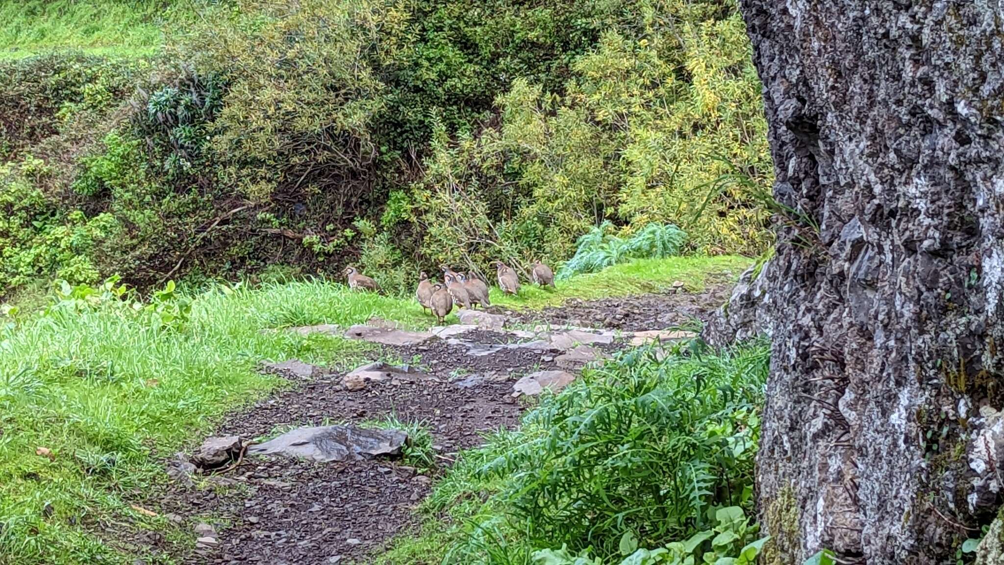 صورة Alectoris rufa hispanica (Seoane 1894)