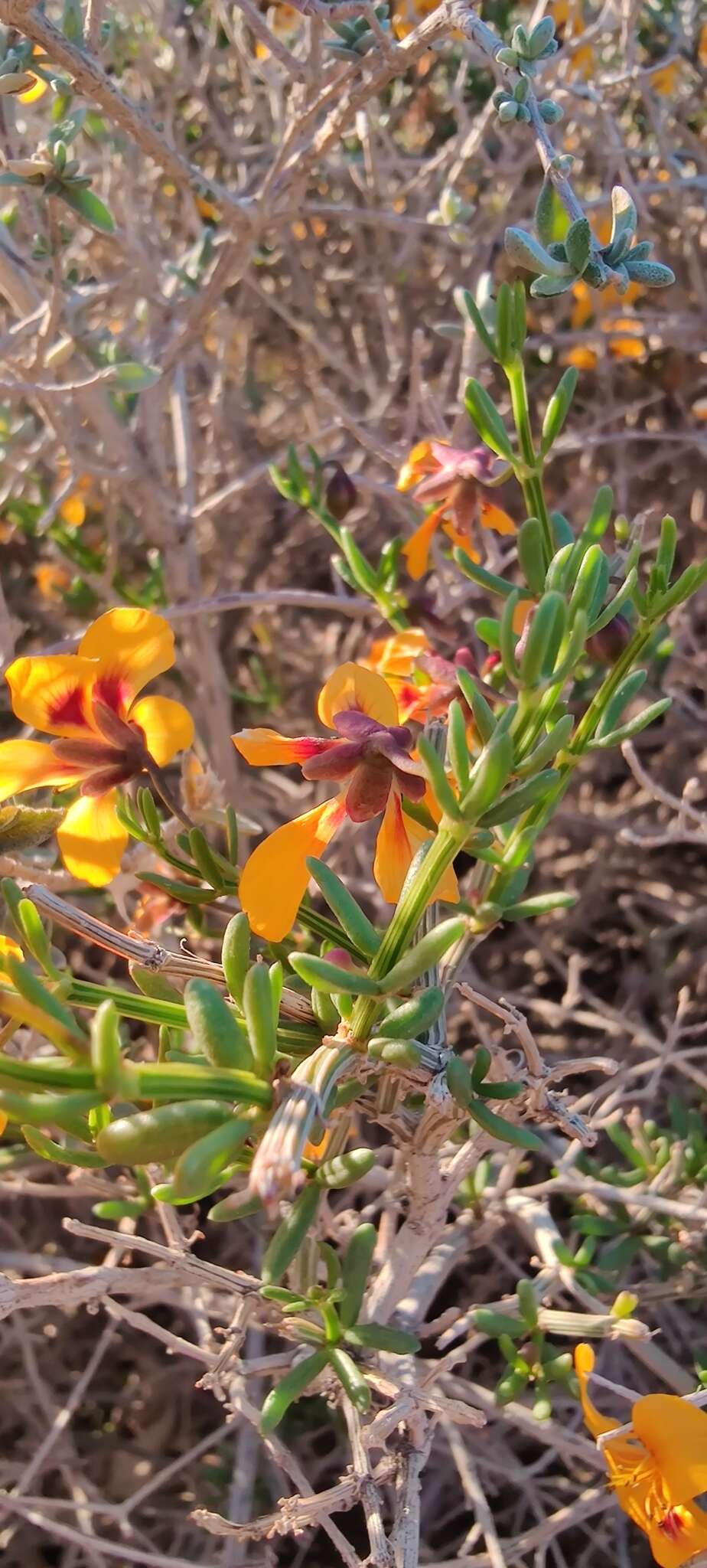 Image of Roepera maculata (Ait.) Beier & Thulin