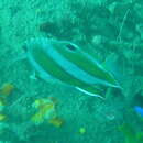 Image of Brown-banded butterflyfish