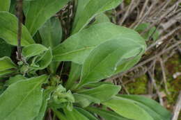 Imagem de Silene undulata subsp. undulata