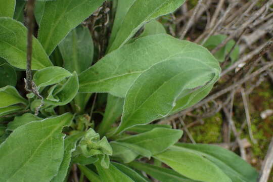 Imagem de Silene undulata subsp. undulata