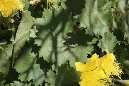 Image of yellow stingbush