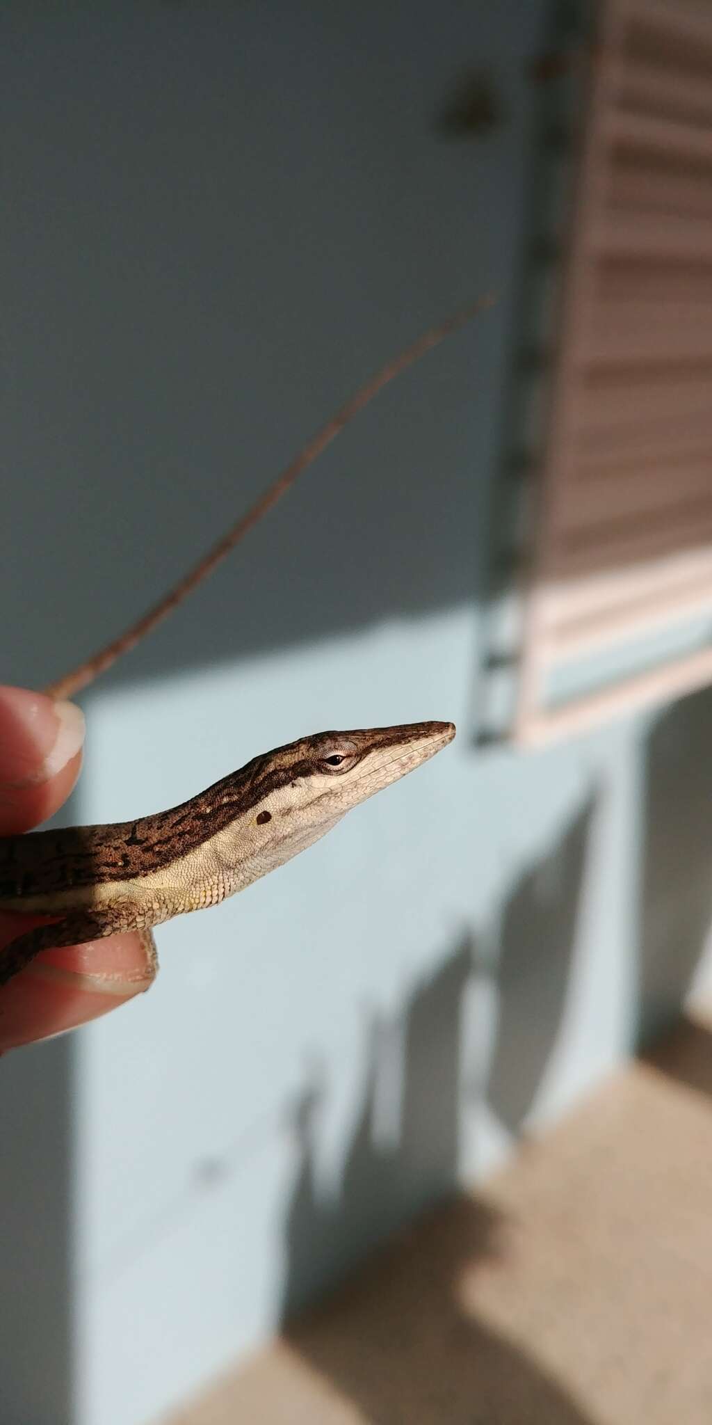 Image of Sharp-mouthed lizard