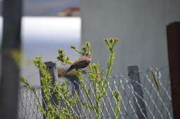 Image of Pampas Meadowlark