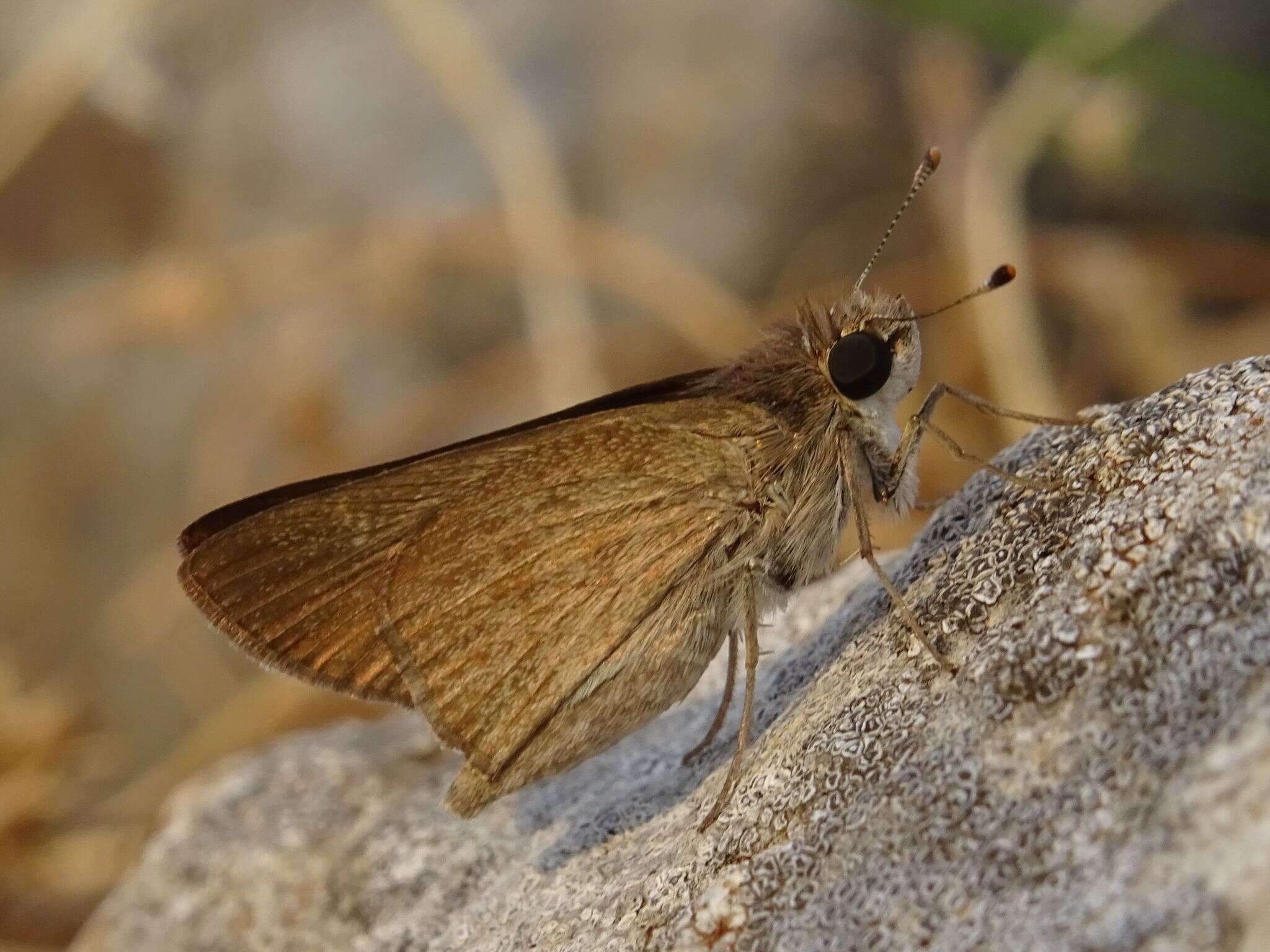 Image of Mediterranean Skipper