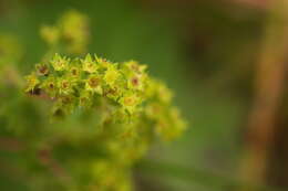 صورة Alchemilla nemoralis Alechin