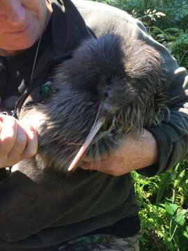 Image of Brown kiwi