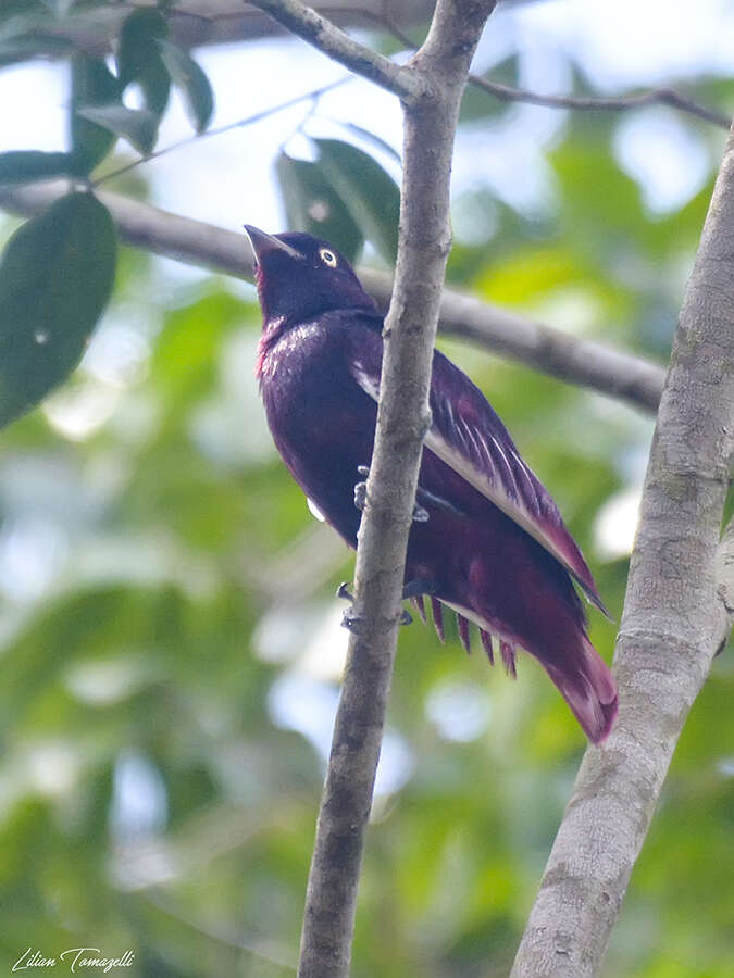 Image of Purple Cotingas