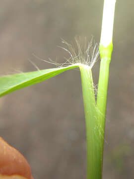 Image of Gopher-Tail Love Grass