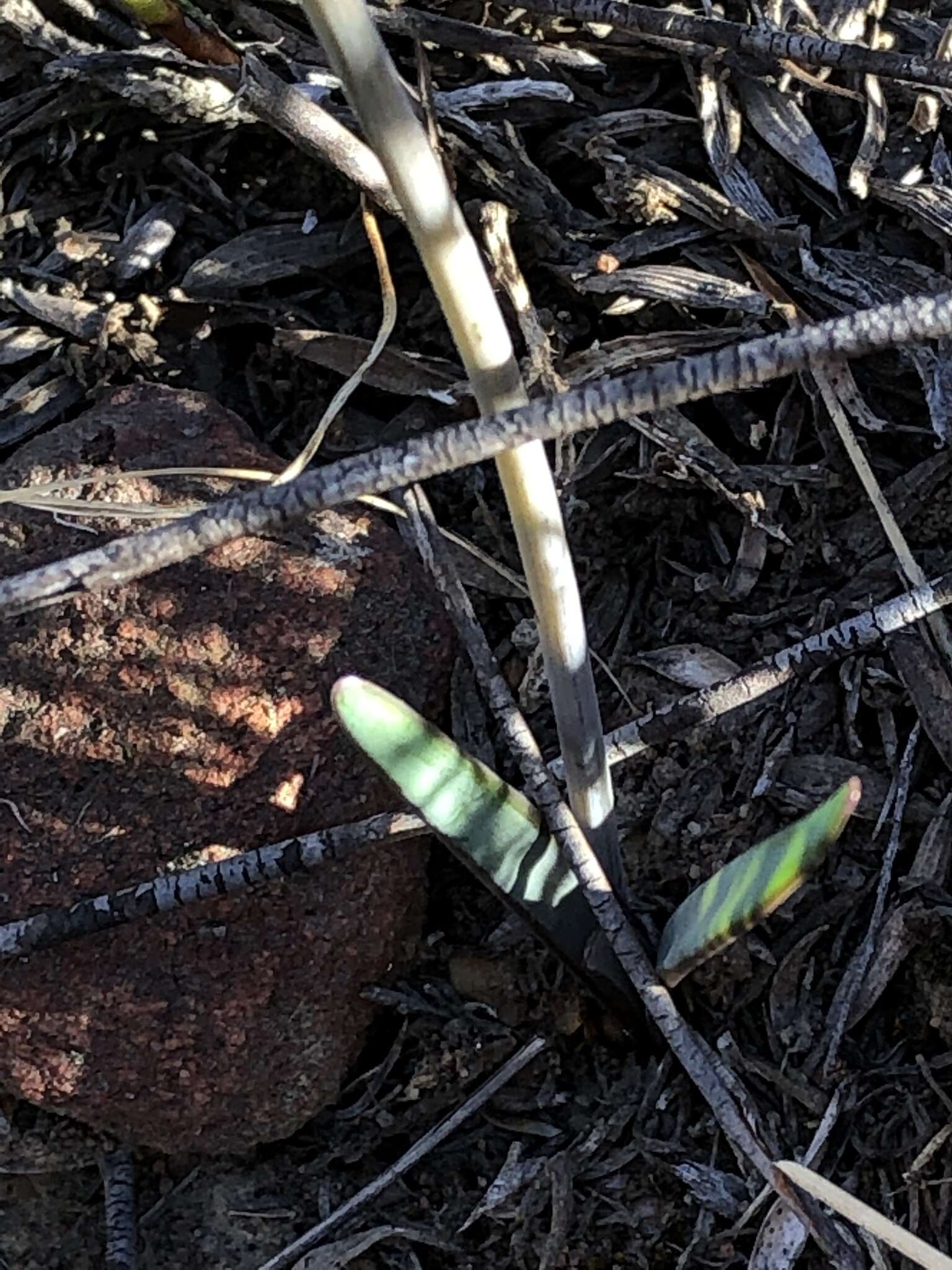 Image of Tulbaghia capensis L.