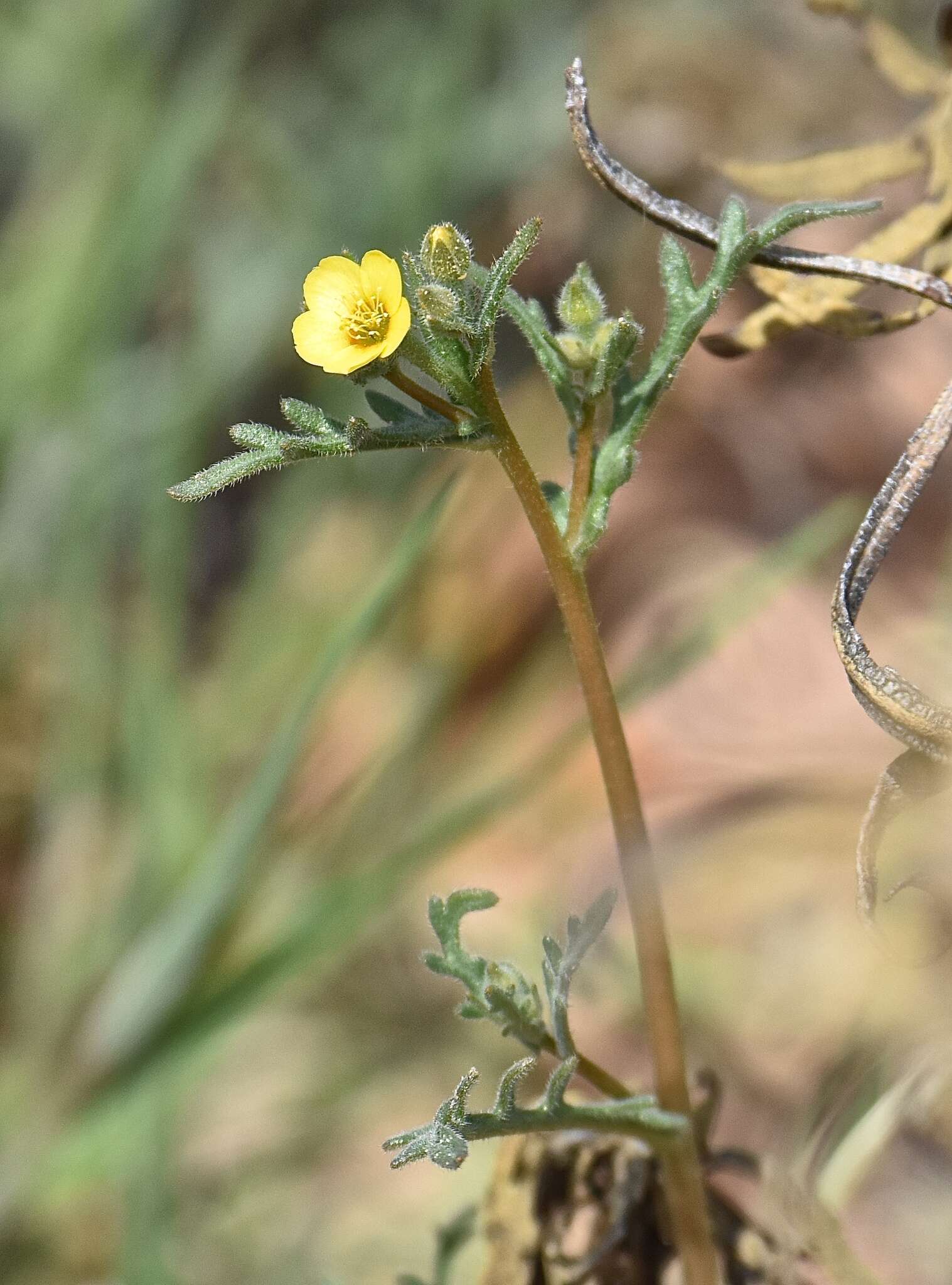 Image of whitestem blazingstar