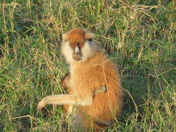 Image of Patas Monkey