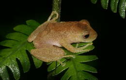 Image of Pristimantis eugeniae (Lynch & Duellman 1997)