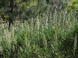 Echium onosmifolium Webb & Berth.的圖片