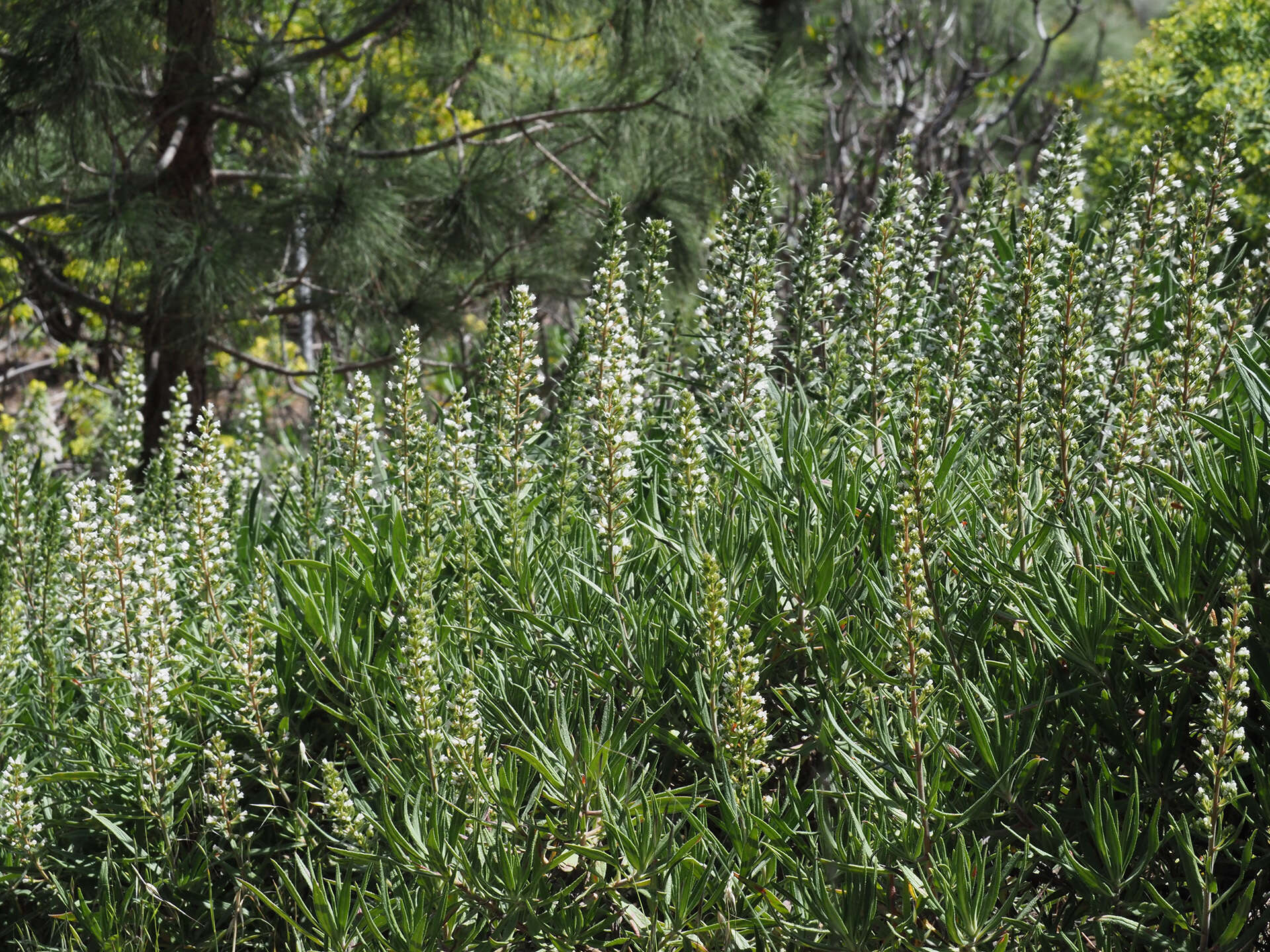 Image of Echium onosmifolium Webb & Berth.