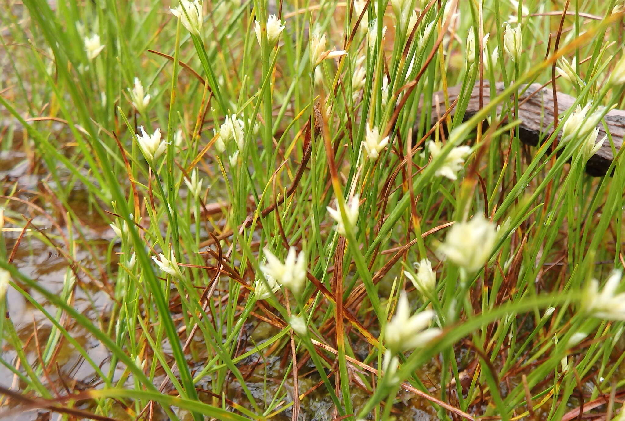 Plancia ëd Rhynchospora alba (L.) Vahl