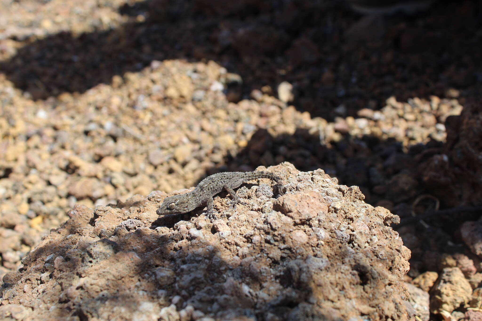 Image of Tenerife Gecko