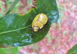 Imagem de Macropoides crassipes (Horn 1866)