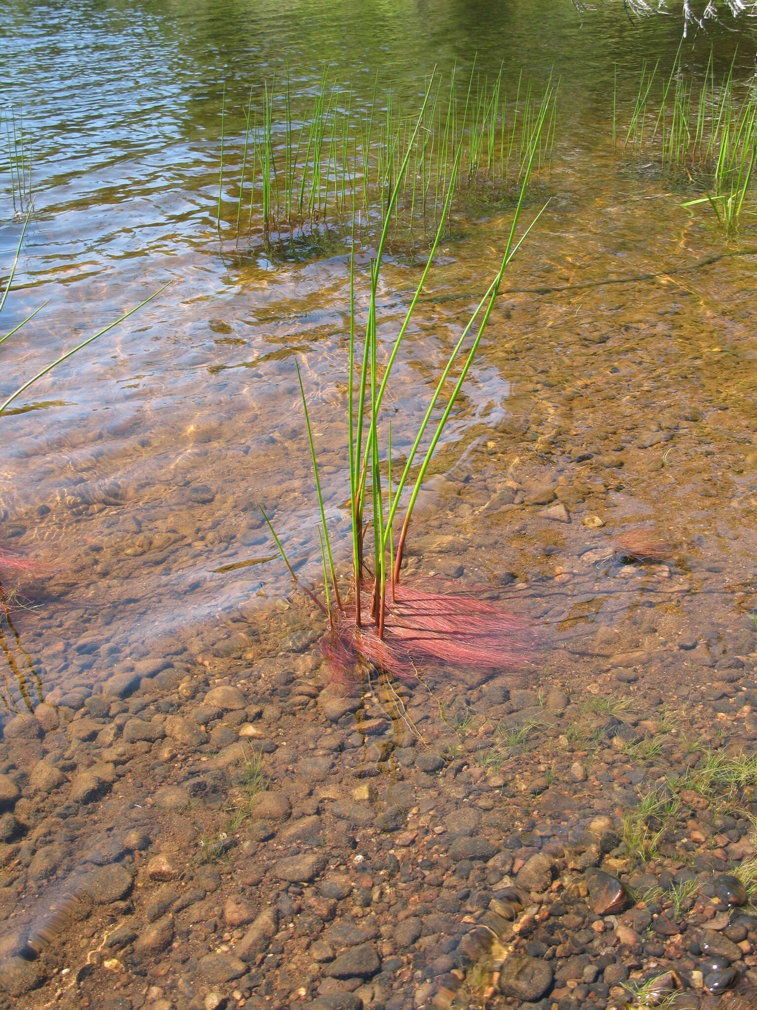 Image of Bayonet Rush