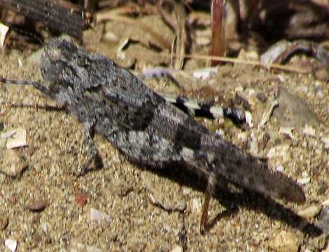 Trimerotropis pallidipennis (Burmeister & H. 1838) resmi