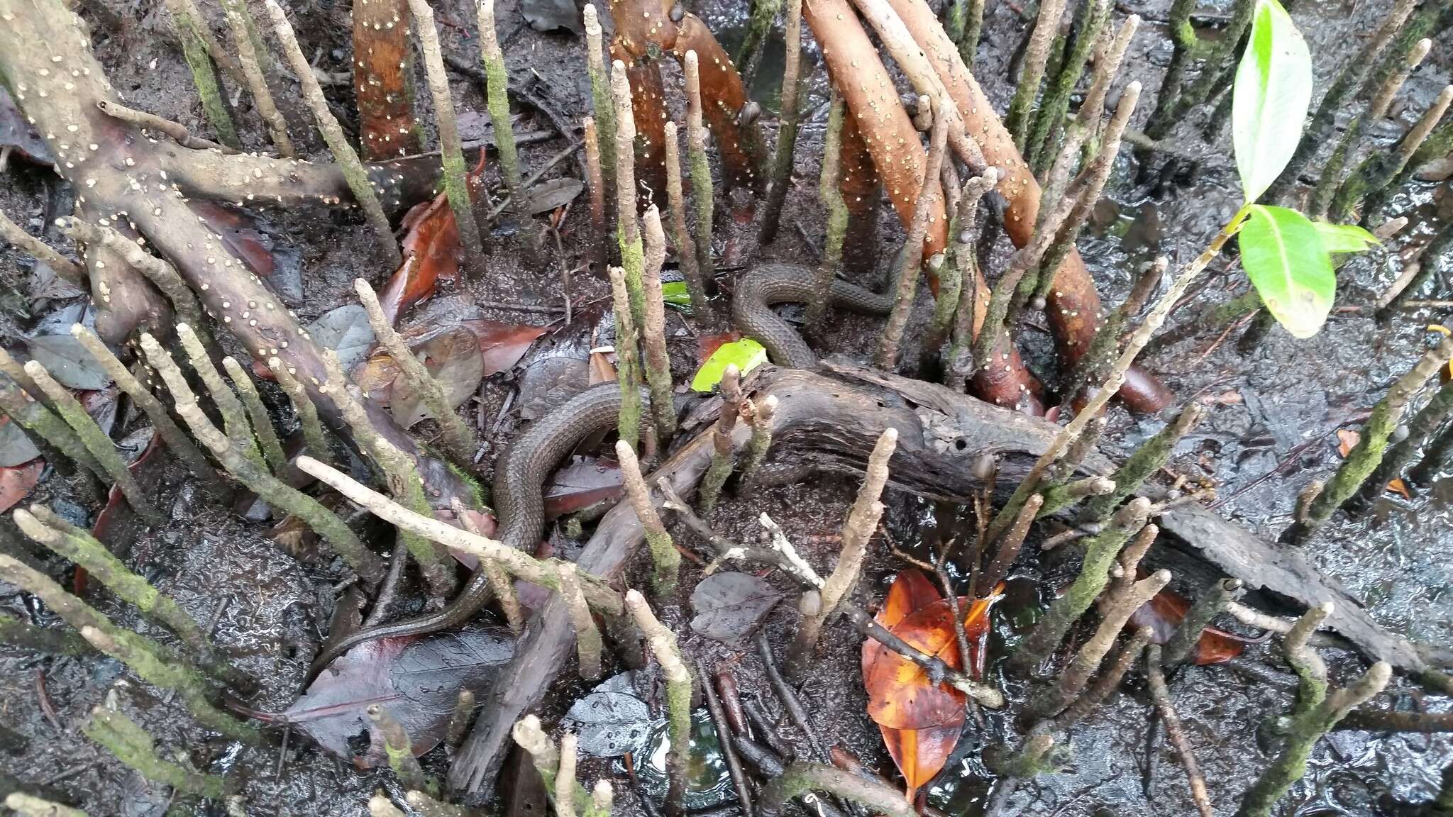 Image of Atlantic Saltmarsh Snake