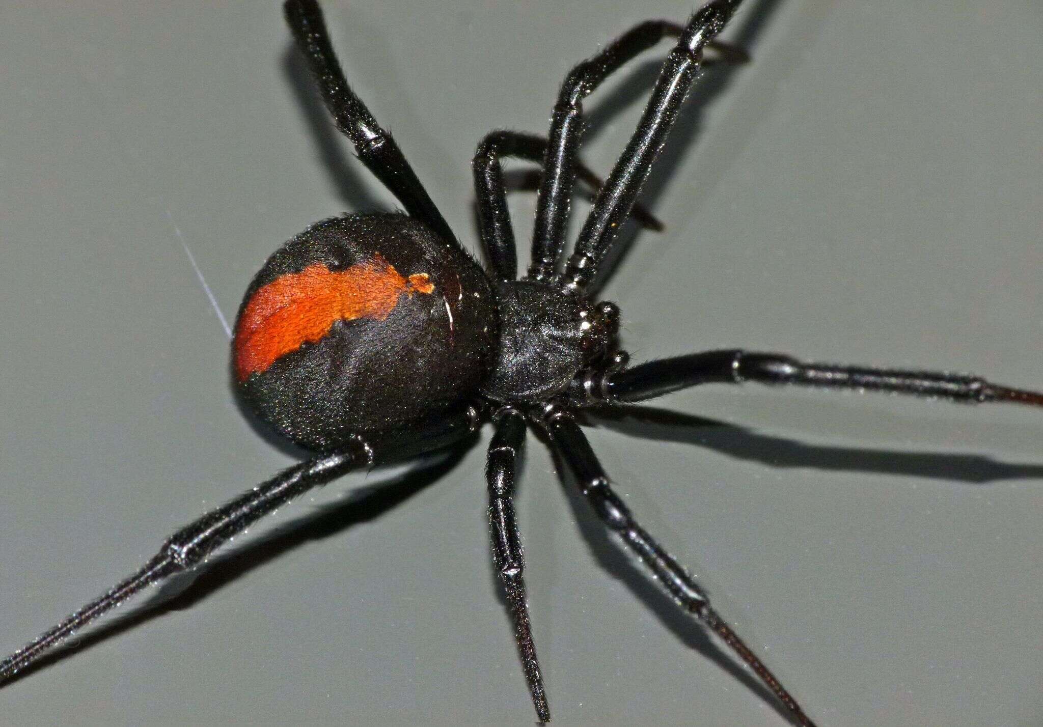 Image of Redback spider