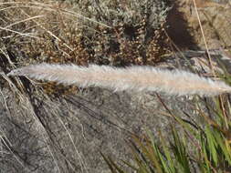 Image of California satintail