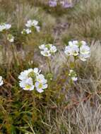 Image de Euphrasia collina subsp. diversicolor W. R. Barker