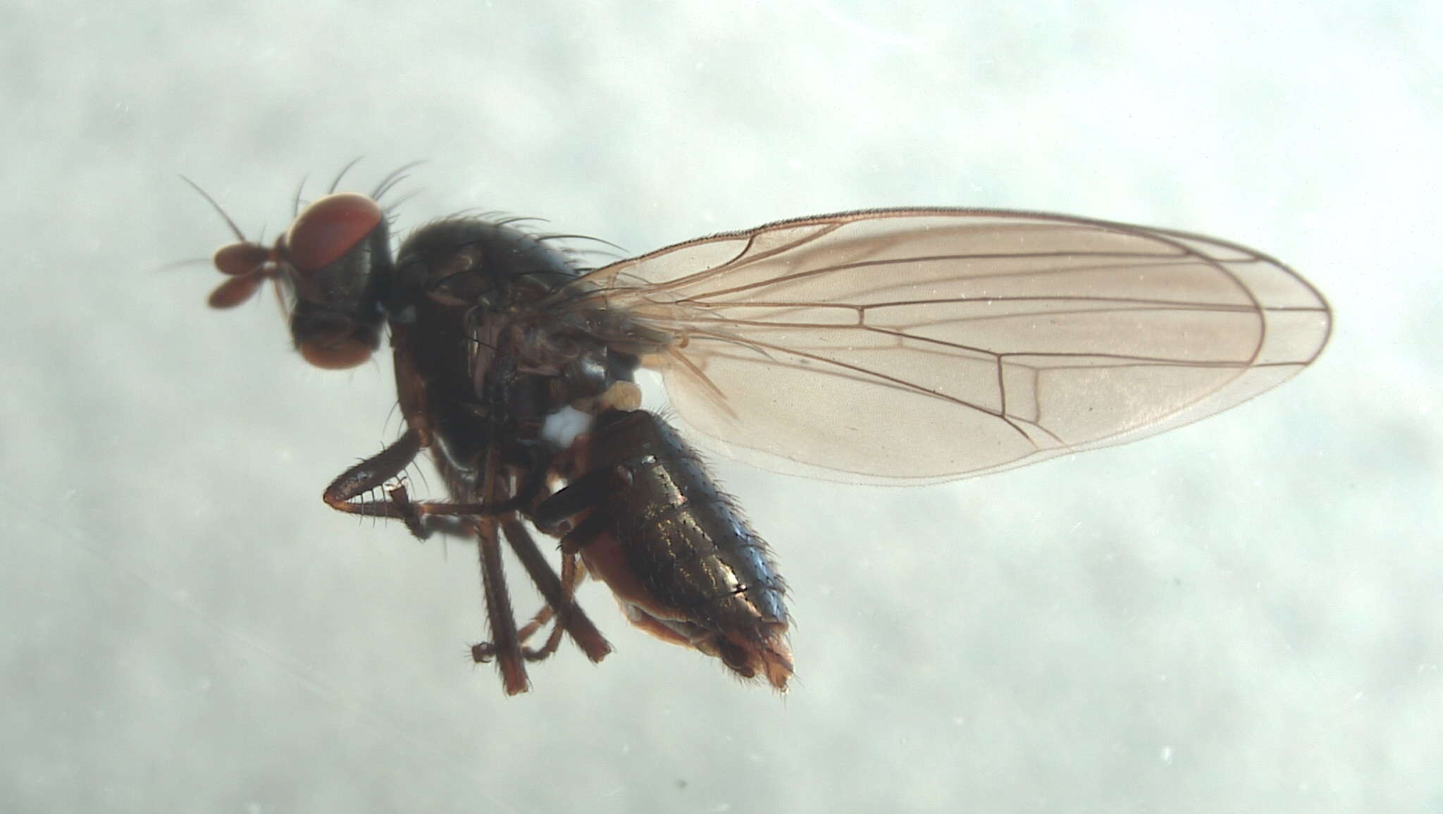 Image of Sapromyza brachysoma Coquillett 1898