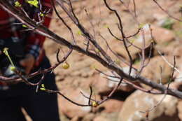 Image of Bursera laxiflora S. Wats.