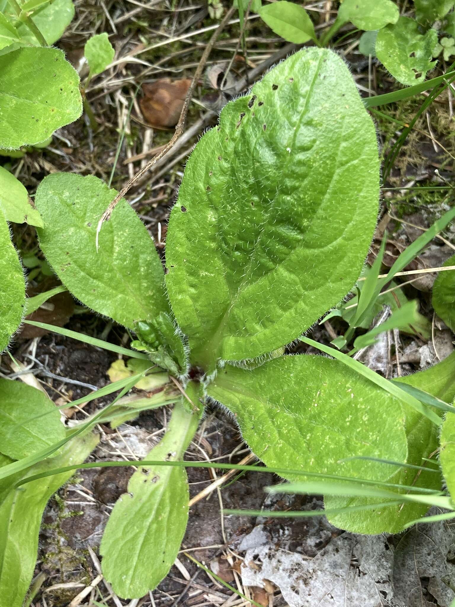 Plancia ëd <i>Erigeron <i>pulchellus</i></i> var. pulchellus