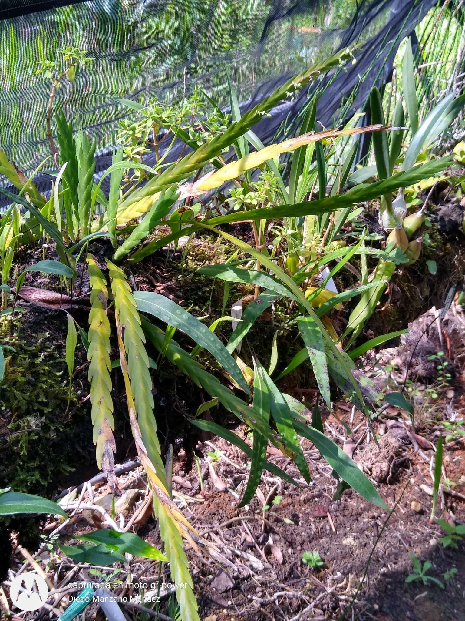 Image of Lockhartia oerstedii Rchb. fil.