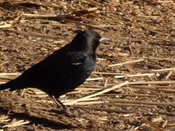 Image of Tricolored Blackbird