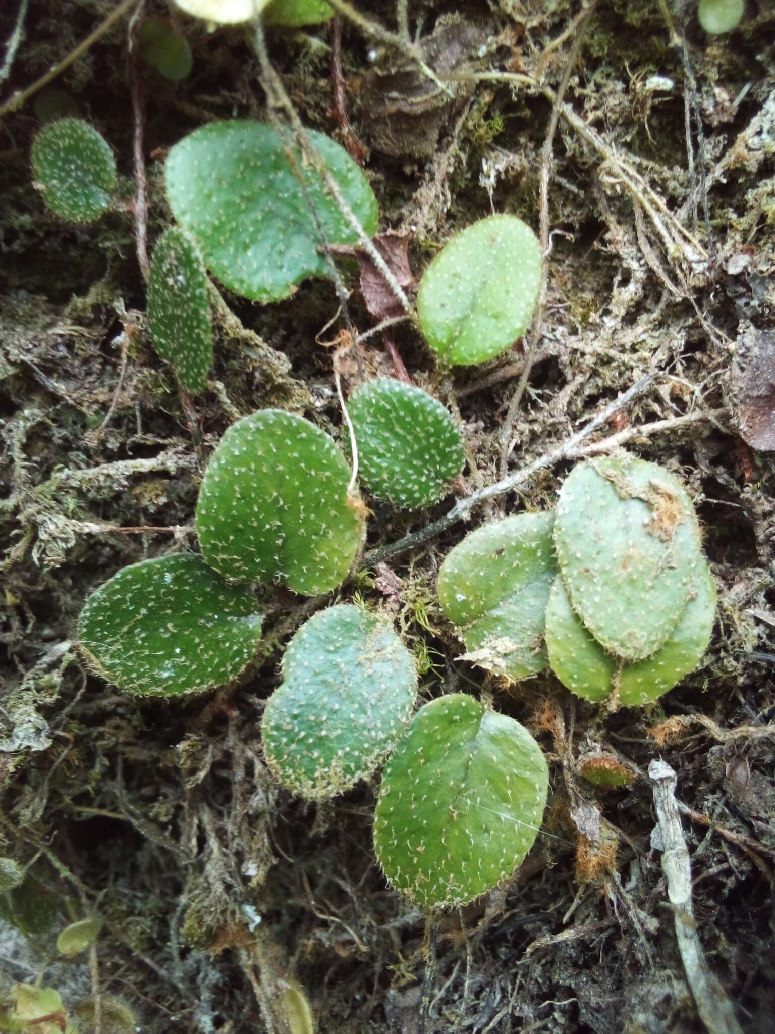 Microgramma piloselloides (L.) Copel.的圖片