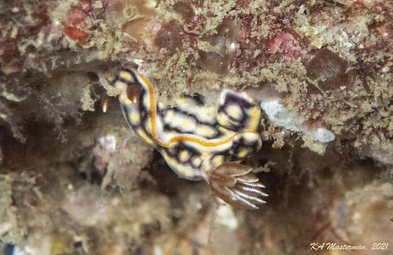 Image of Orange edge khaki slug