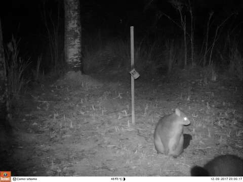 Image of Mountain Brushtail Possum