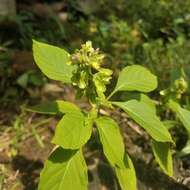 Слика од Ocimum campechianum Mill.