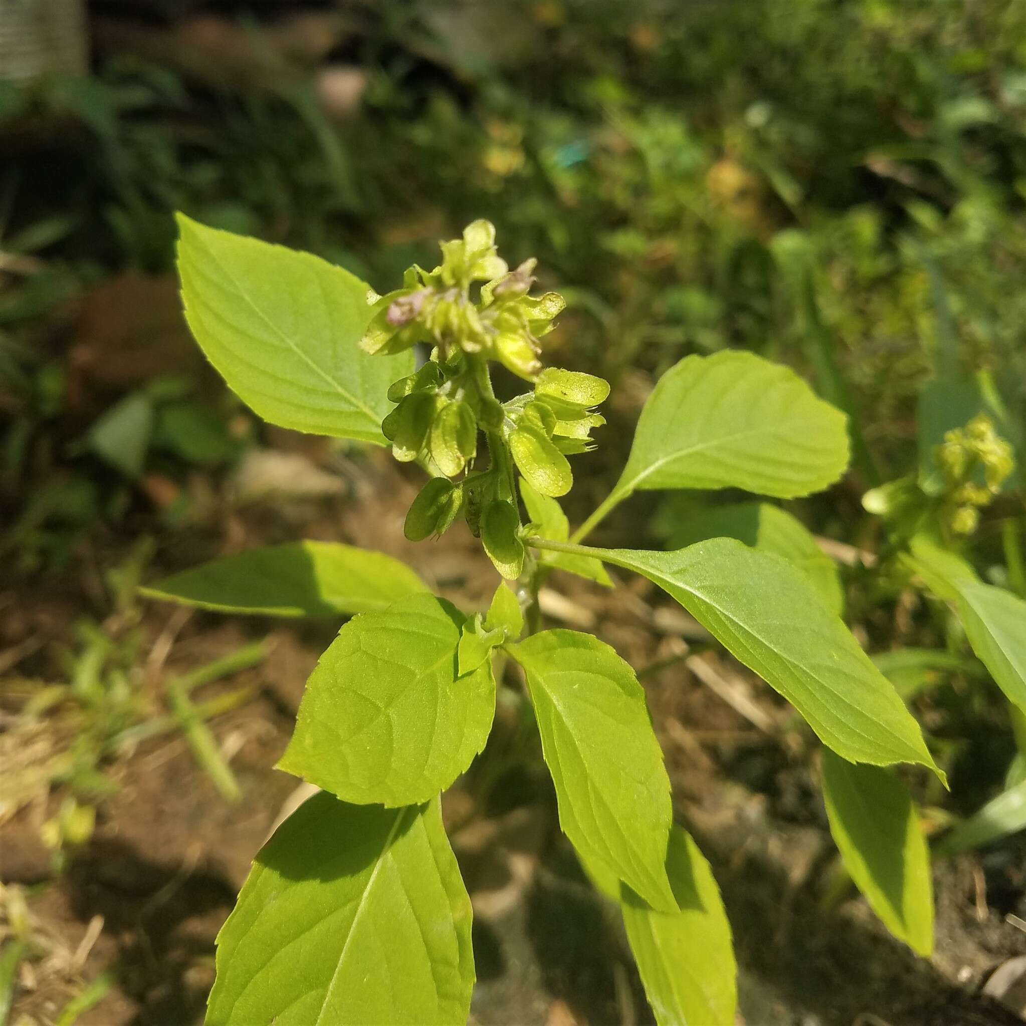 Слика од Ocimum campechianum Mill.