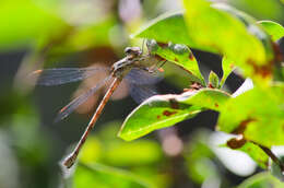 Image of Archilestes californicus McLachlan 1895