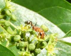 Image of Pseudomyrmex ferrugineus (Smith 1877)