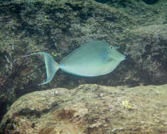 Image of Bluespine Unicornfish